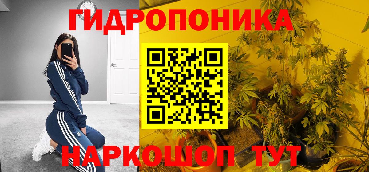 Каннабис планчик Алатырь